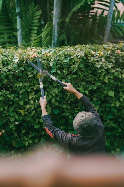 A gardener in a dark long-sleeved shirt and a wide-brimmed hat is trimming a neatly maintained hedge with a pair of hedge shears. The hedge, composed of dense, small-leaved foliage, runs horizontally
