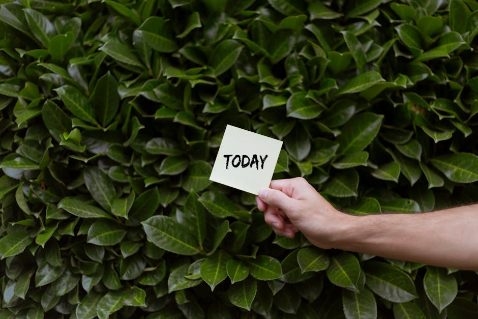A gardener in a dark long-sleeved shirt and a wide-brimmed hat is trimming a neatly maintained hedge with a pair of hedge shears. The hedge, composed of dense, small-leaved foliage, runs horizontally